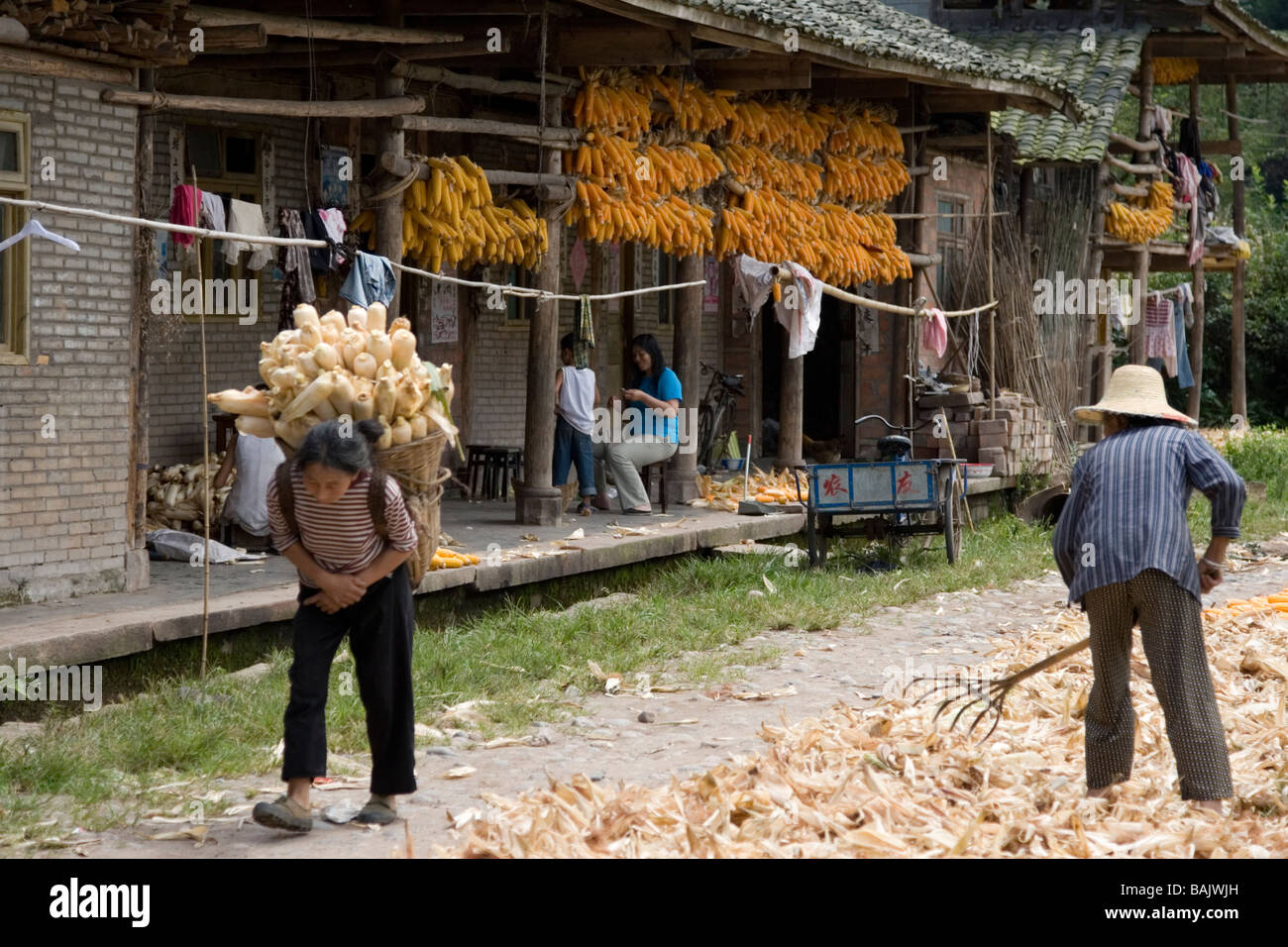 Bauern ernten und Trocknen von Mais in einem ländlichen Dorf in Süd-Sichuan in China Stockfoto