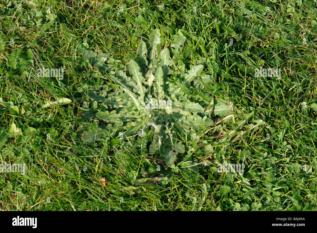 Geringerem Hawkbit Leontodon Hispidus Blatt-Rosette in einem Garten Rasen Stockfoto