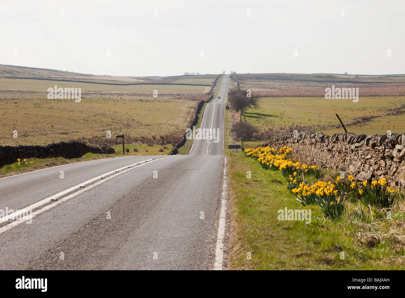 Lange gerade ruhige Landstraße mit am Straßenrand Narzissen im Northumberland National Park. Northumberland England UK Großbritannien. Stockfoto