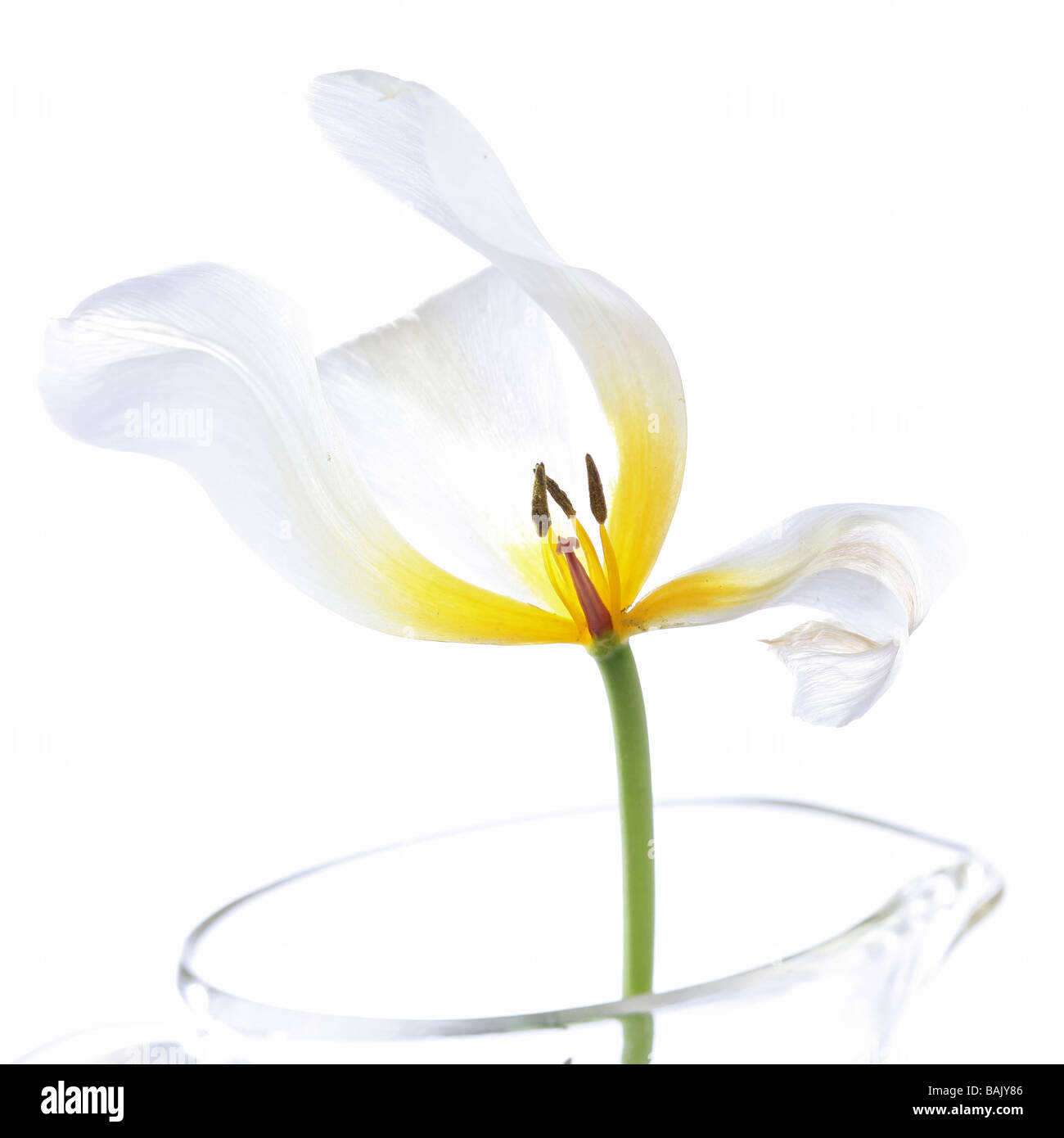 Weiße Tulpen in einer Glasvase Stockfoto