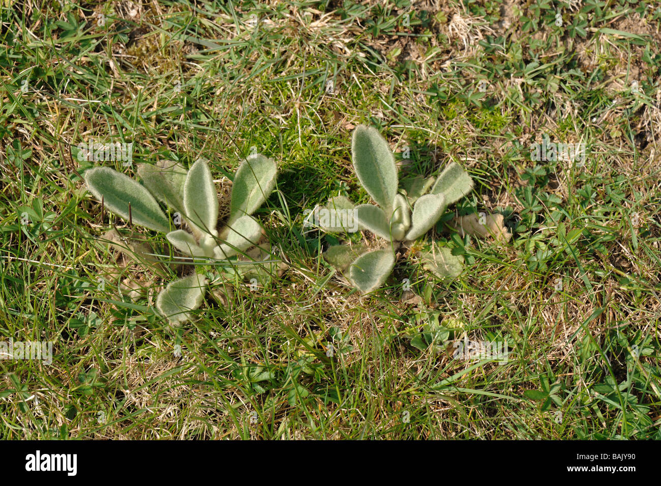Gemeinsamen Königskerze Verbascum Thapsus junge Pflanzen in einem Garten Rasen Stockfoto