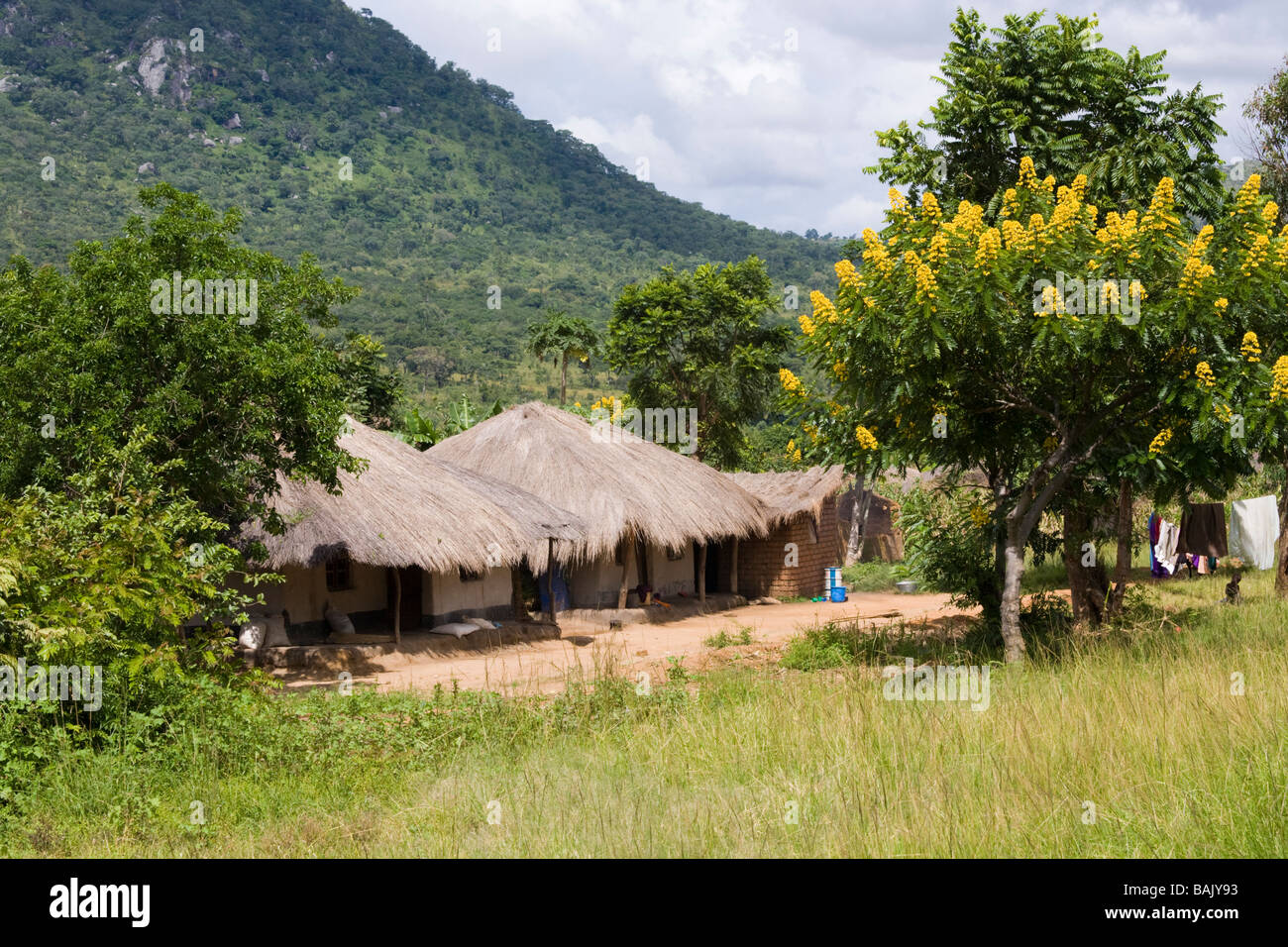 Akazien blühen in einem Dorf neben der M1 in Dedza, Malawi, Westafrika Stockfoto