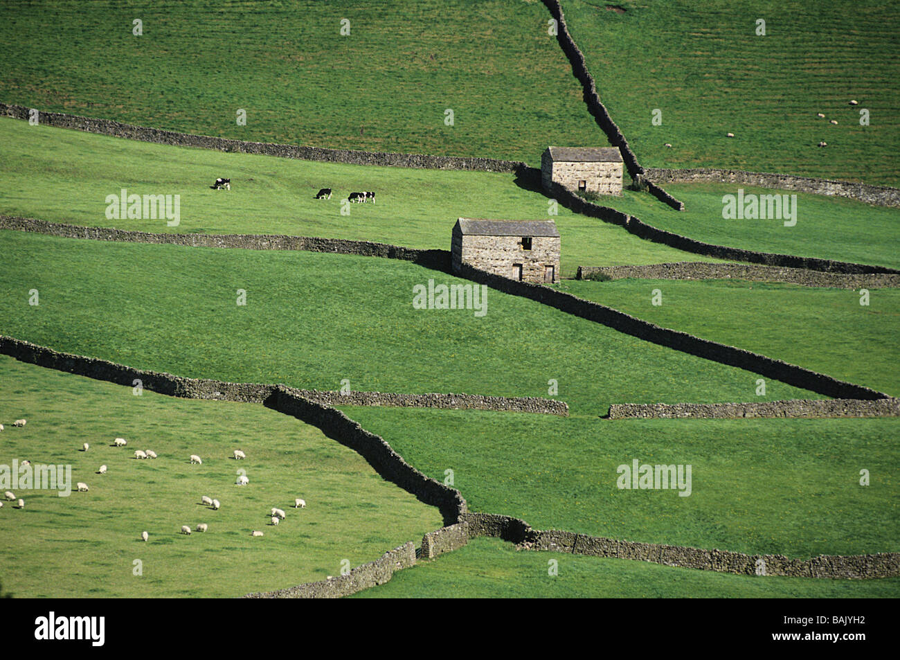 Vereinigtes Königreich, Yorkshire, Yorkshire Dales, Wiese Stockfoto