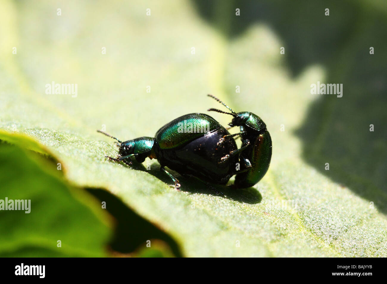 Leaf Beetle Gastrophysa Viridula Paarung Stockfoto