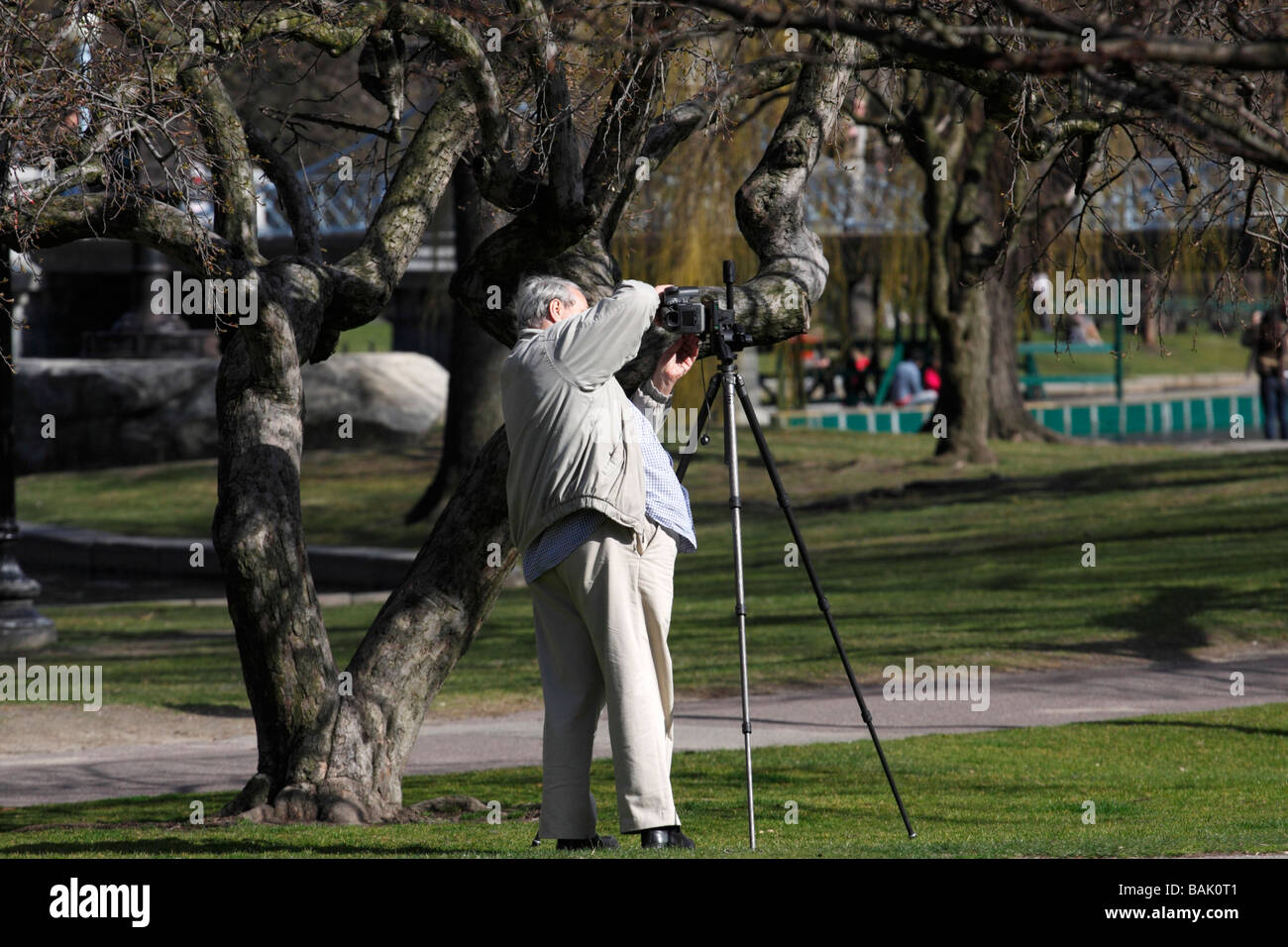 Fotograf im Stadtpark mit einer Hasselblad und Stativ zu fotografieren. Stockfoto