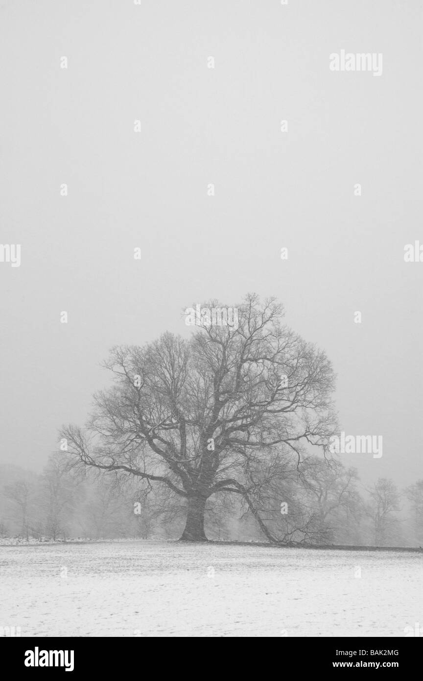 Ein Blick auf Bäume im Winter Schnee fällt Stockfoto