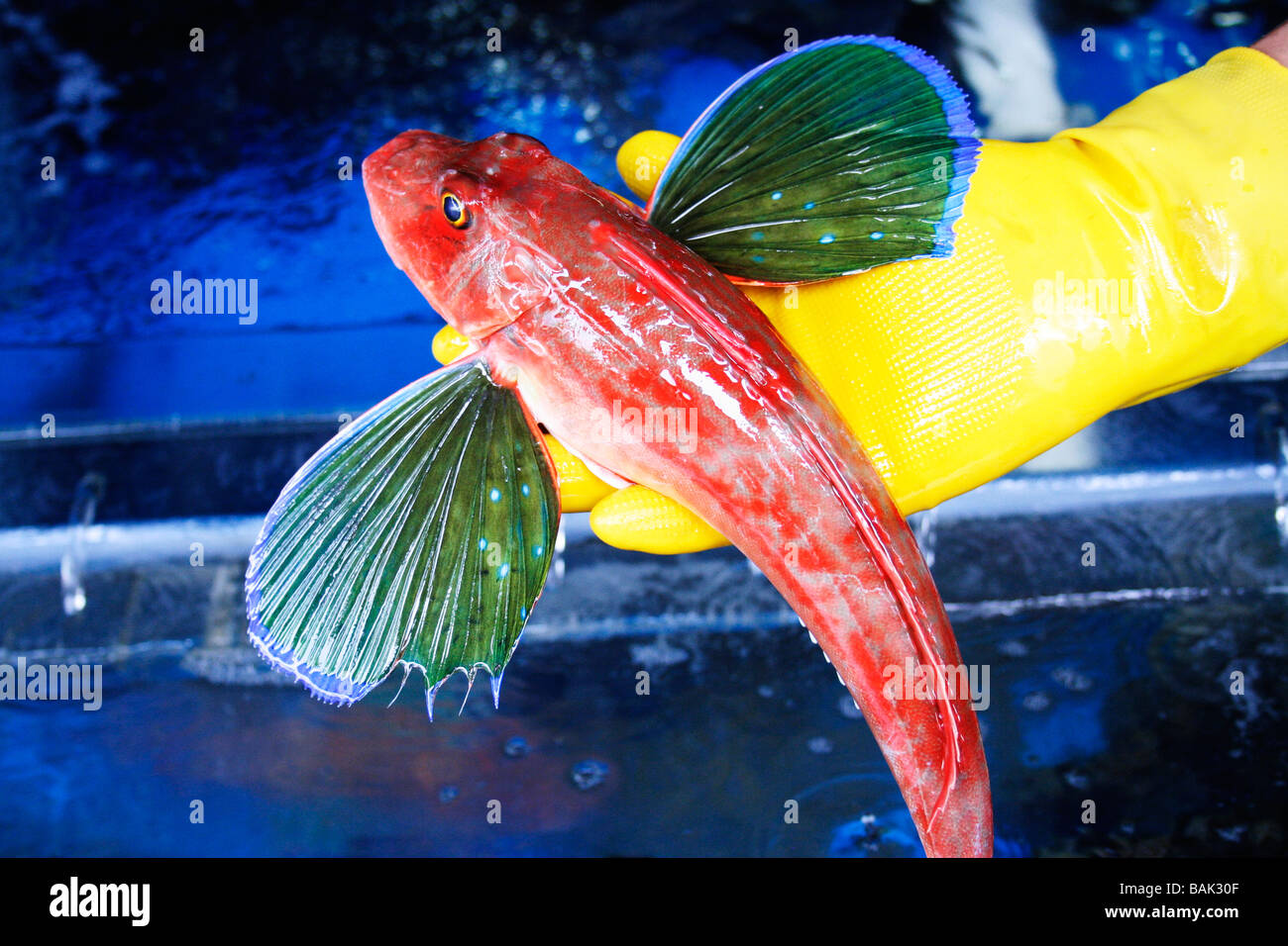 Ein Fischverkäufer zeigt eine bunten Knurrhahn am Jagalchi Fischmarkt in Busan, Südkorea. Stockfoto