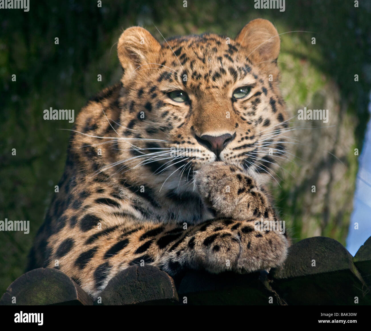 Juvenile weibliche Amur Leoparden (Panthera Pardus Orientalis) "Kiska" im Marwell Wildlife, Hampshire, England Stockfoto