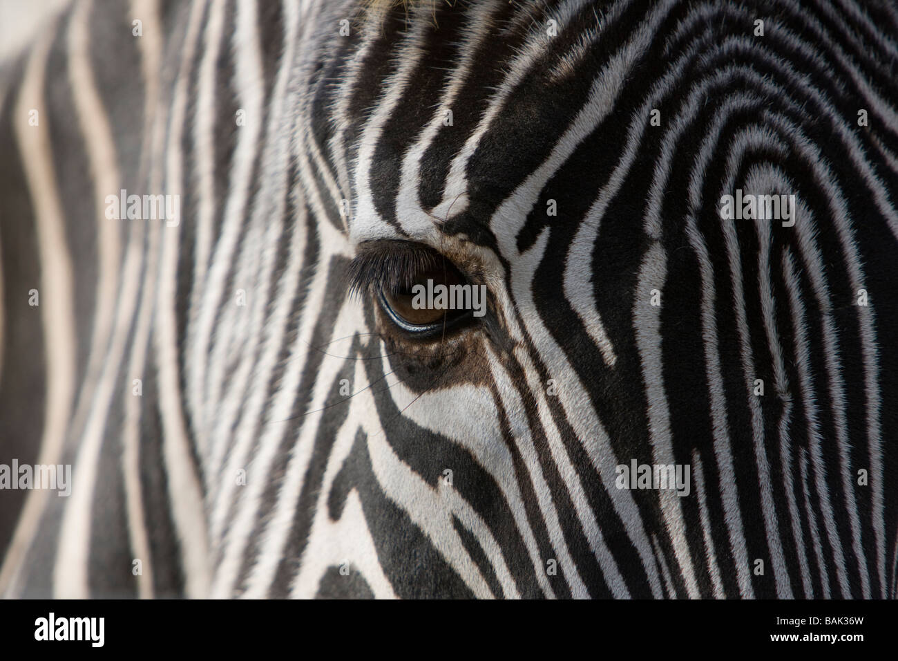 Nahaufnahme von einem Zebra s Auge mit schwarzen und weißen Streifen auf den ersten Blick Stockfoto