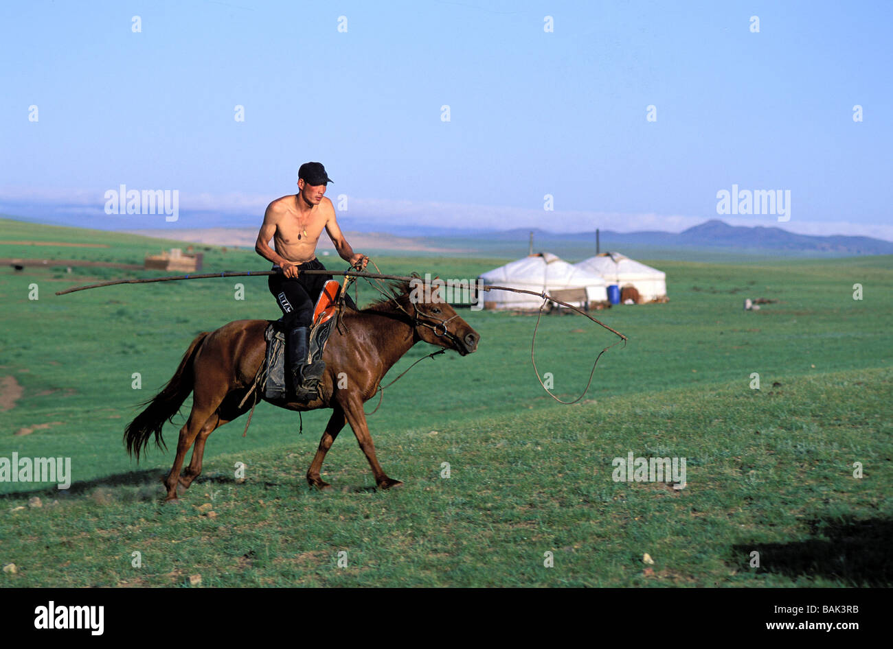 Mongolei, Provinz Arkhangai, Terkhiin Tal, sammeln von Herden Stockfoto