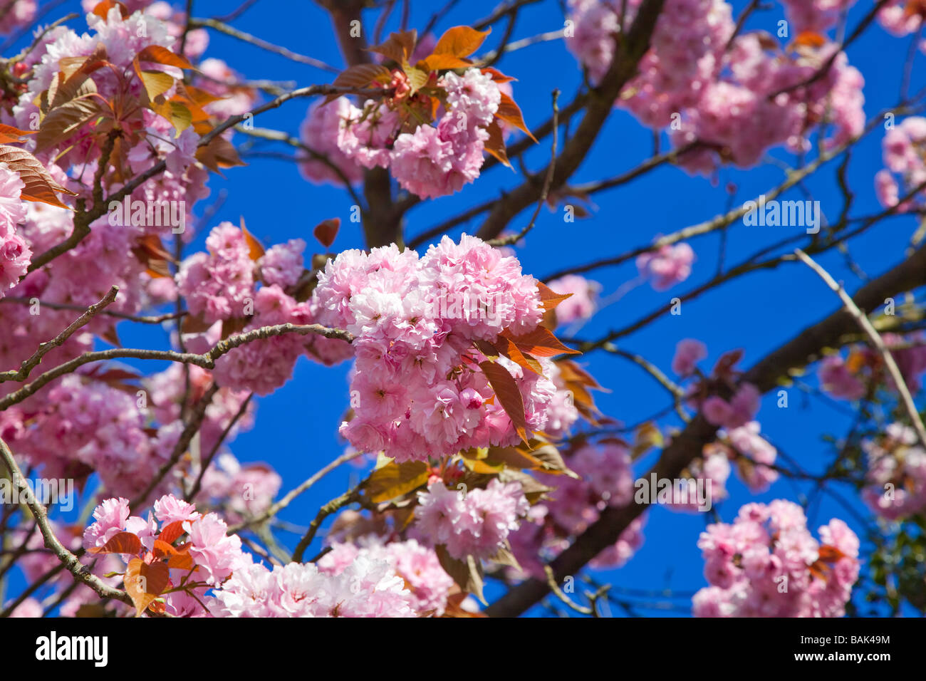 Rosa Zier Kirschbaum Blüte reinen blauen Himmel Frühling Stockfoto