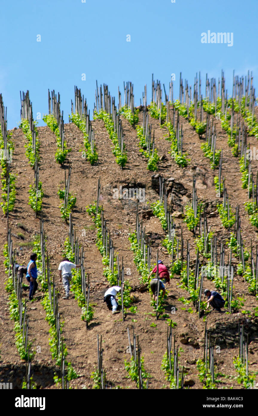 Weinbauern in einem steilen Weinberg im Frühjahr entfernen Sauger Triebe Condrieu Rhone Frankreich Stockfoto
