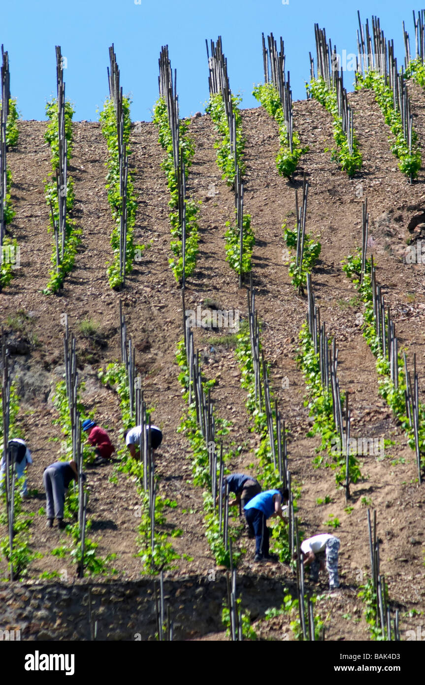 Weinbauern in einem steilen Weinberg im Frühjahr entfernen Sauger Triebe Condrieu Rhone Frankreich Stockfoto