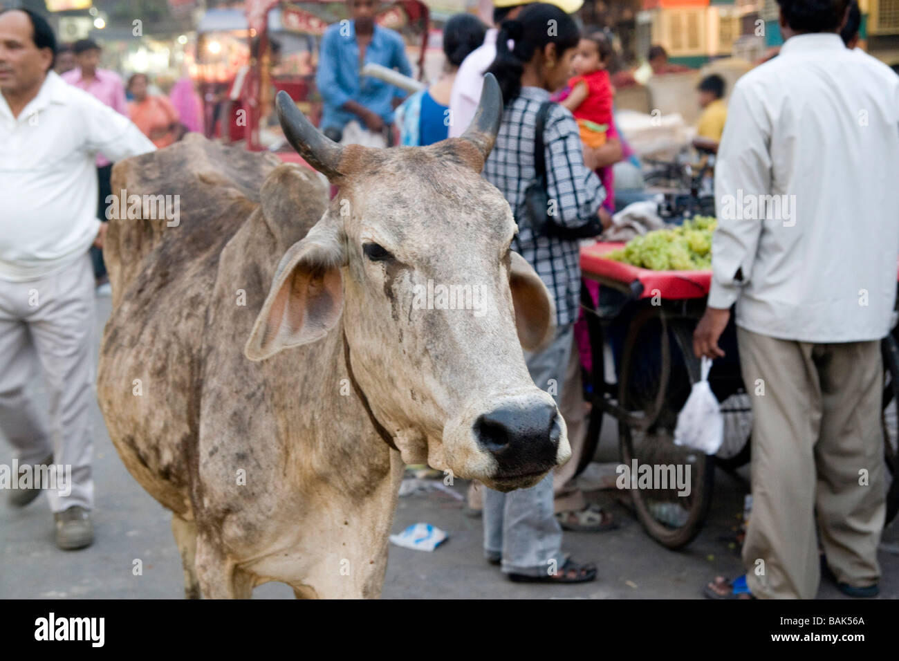 Indien-Delhi The Main Bazaar Bereich in Delhi Stockfoto