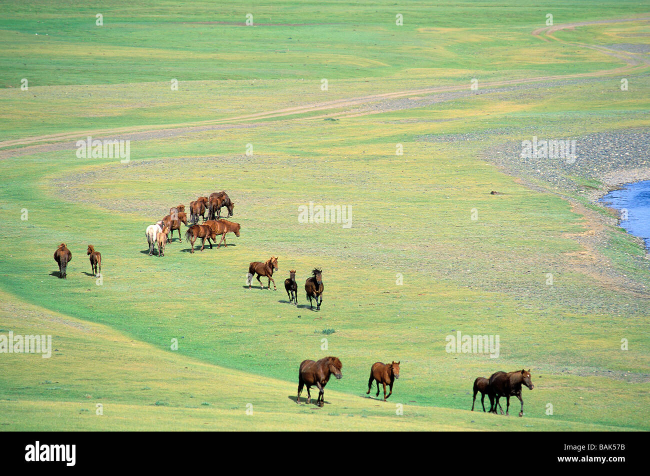 Mongolei, Ovorkhangai Provinz, Orkhon Tal Weltkulturerbe der UNESCO, Pferde roundup Stockfoto