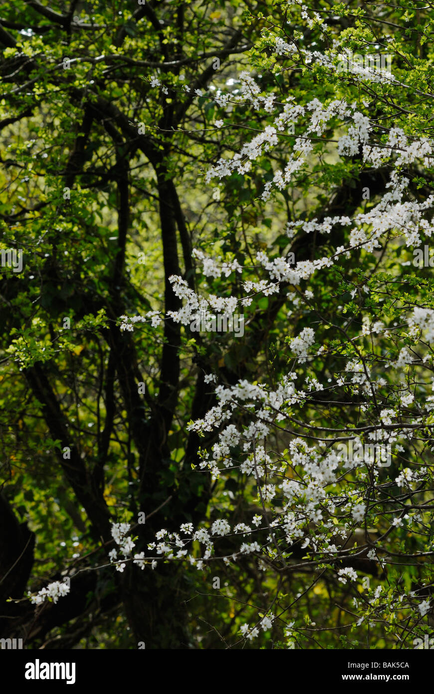 Schlehdorn Prunus spinosa blüht im Frühjahr im Grün der neuen Weißdornblätter, Wales, Großbritannien. Stockfoto