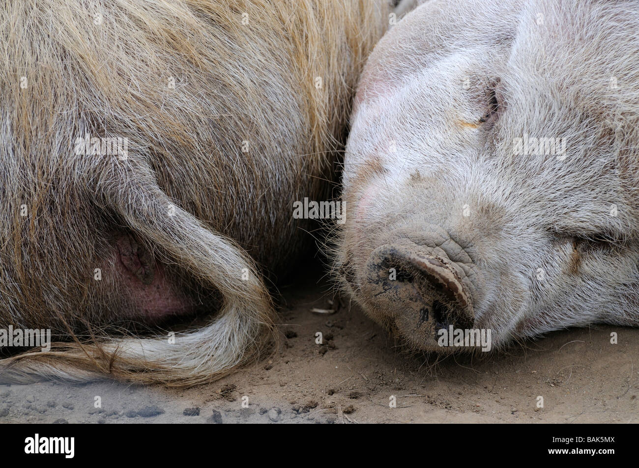 Zwei Kune Kune Schweinchen schlafen von Kopf bis Fuß Stockfoto