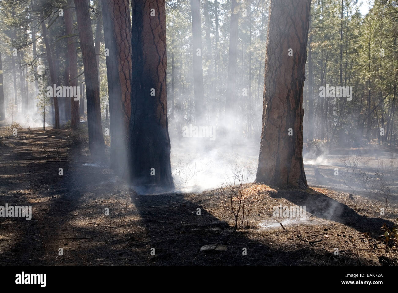 Rauch steigt aus verkohlten Ponderosa-Kiefern nach einem kleinen Wald ein Lauffeuer Stockfoto