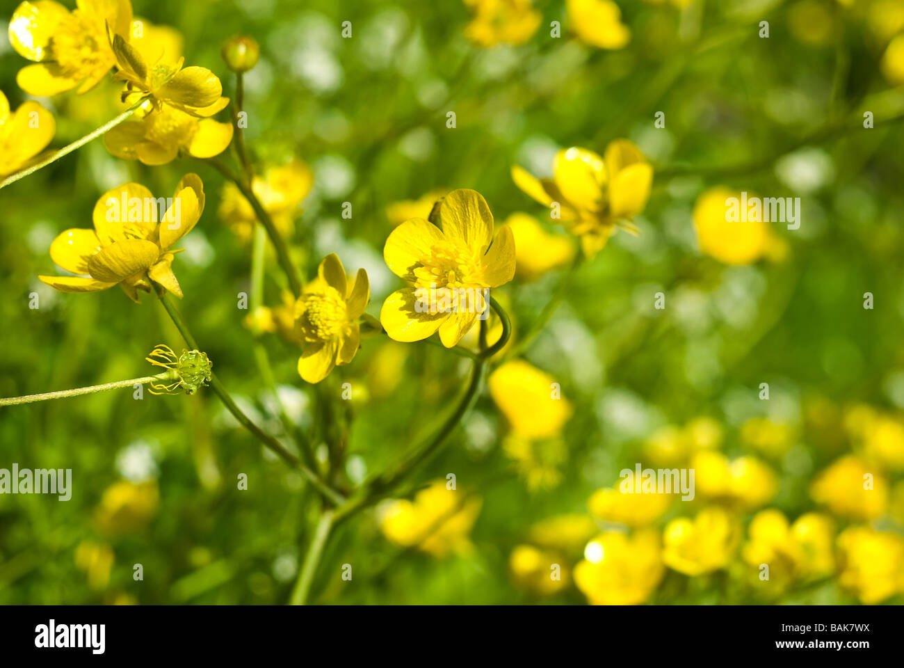 Schöne gelbe sanfte Blume Blüte auf Focus - Natur Stockfoto