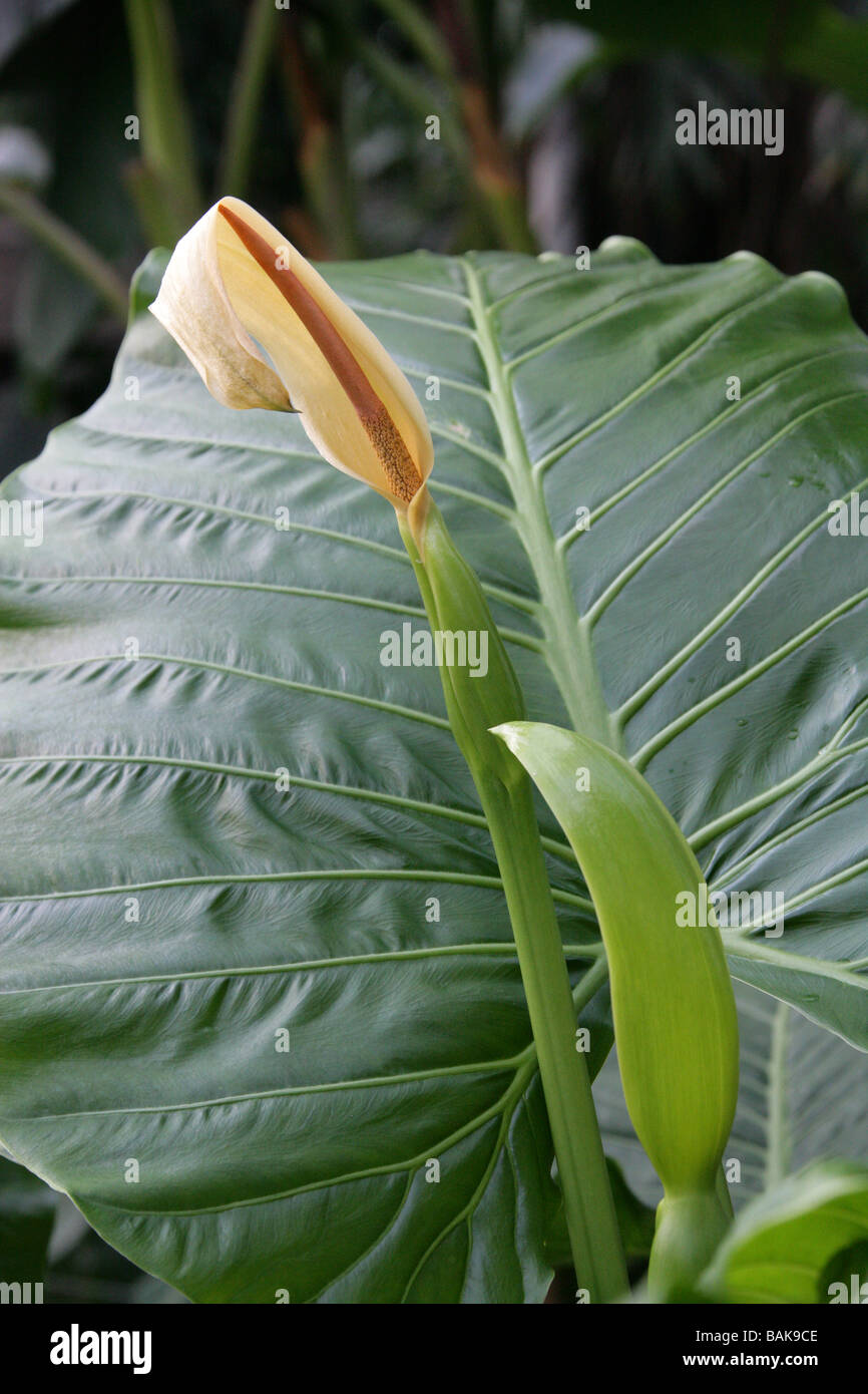 Native Lilie, Cunjevoi oder Elefanten Ohr Pflanze, Alocasia Brisbanensis, Aronstabgewächse, Queensland, Australien Stockfoto