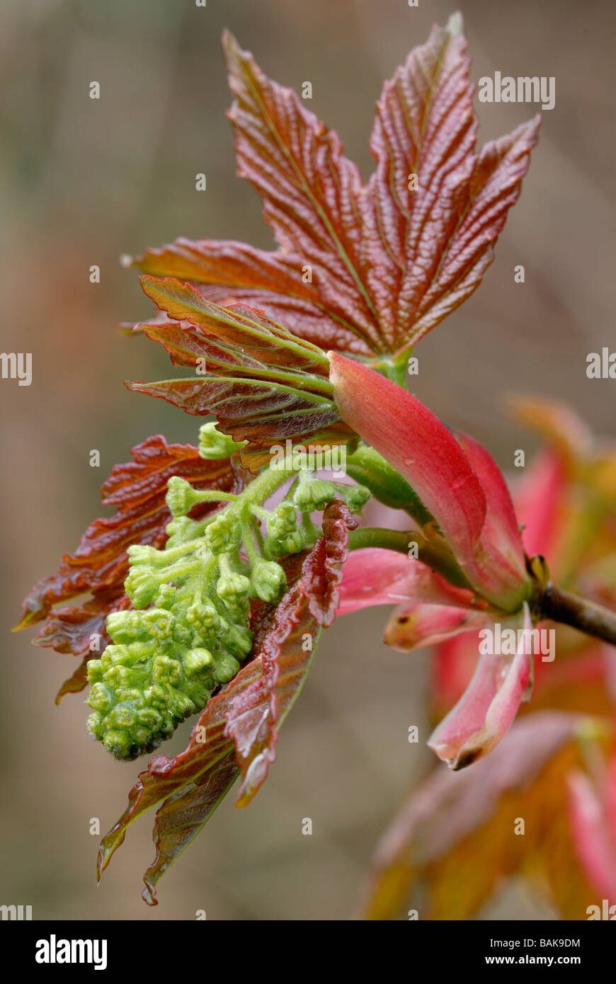 Blütenknospe von Sycamore Acer pseudoplantus mit bunten jungen Blättern, Wales, UK. Stockfoto