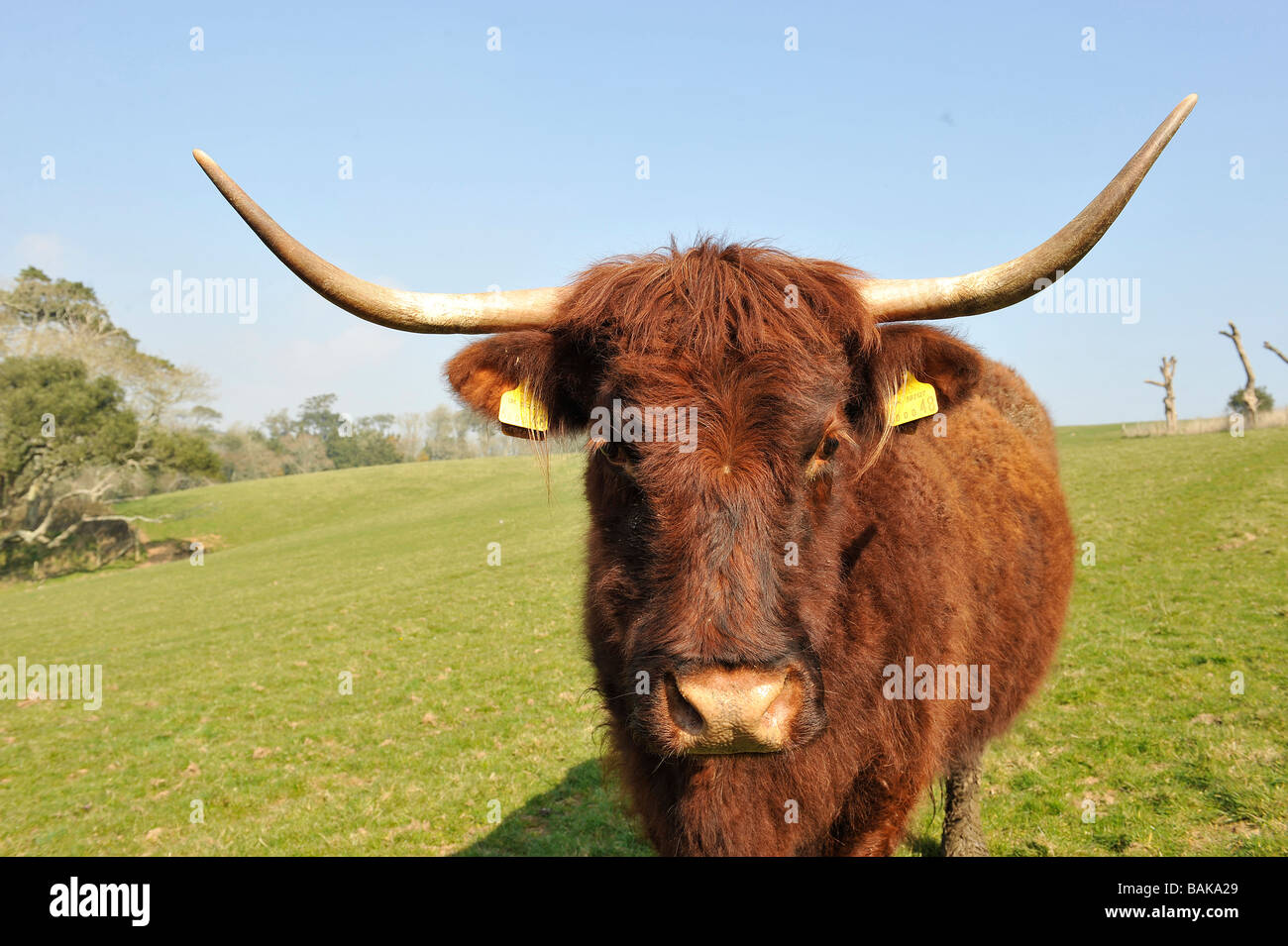 Französische Saler Kuh mit langen Hörnern Stockfoto