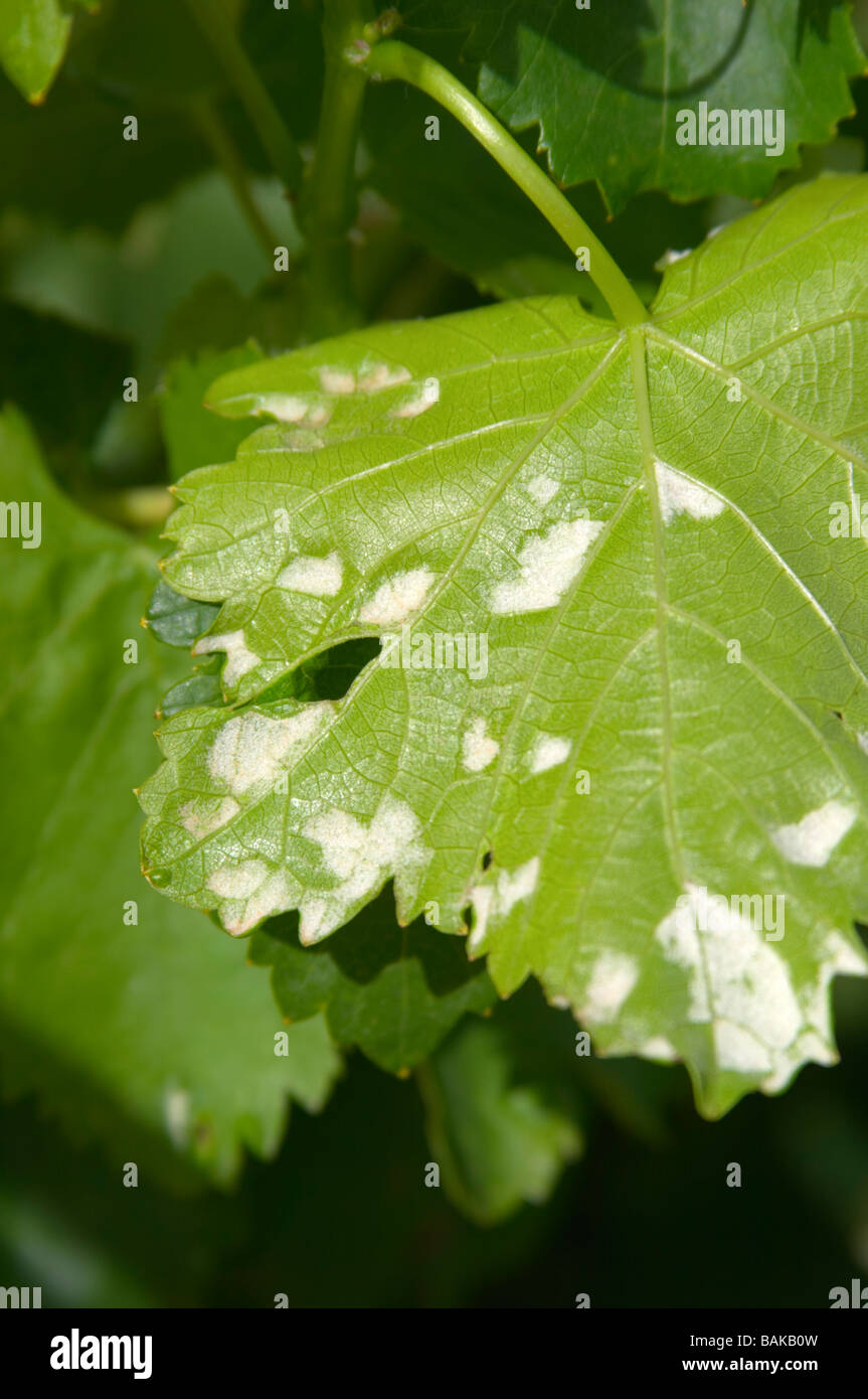 Rebe Blatt zeigt Angriff von Phylloxera Vastatrix, Laus le cellier des Fürsten Chateauneuf du Pape Rhône Wein Frankreich Stockfoto