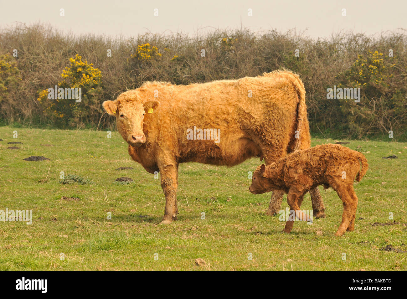 Limousin cross Rindfleisch Mutterkuh mit Kalb Tag alt Stockfoto