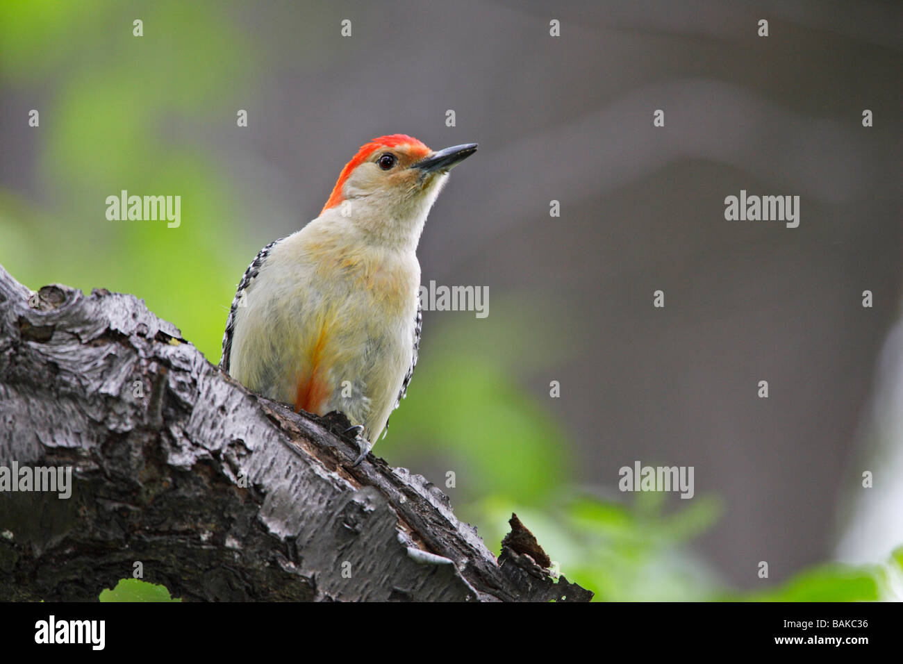 Rotbauch Spechte Melanerpes Carolinus auf Baum Stockfoto