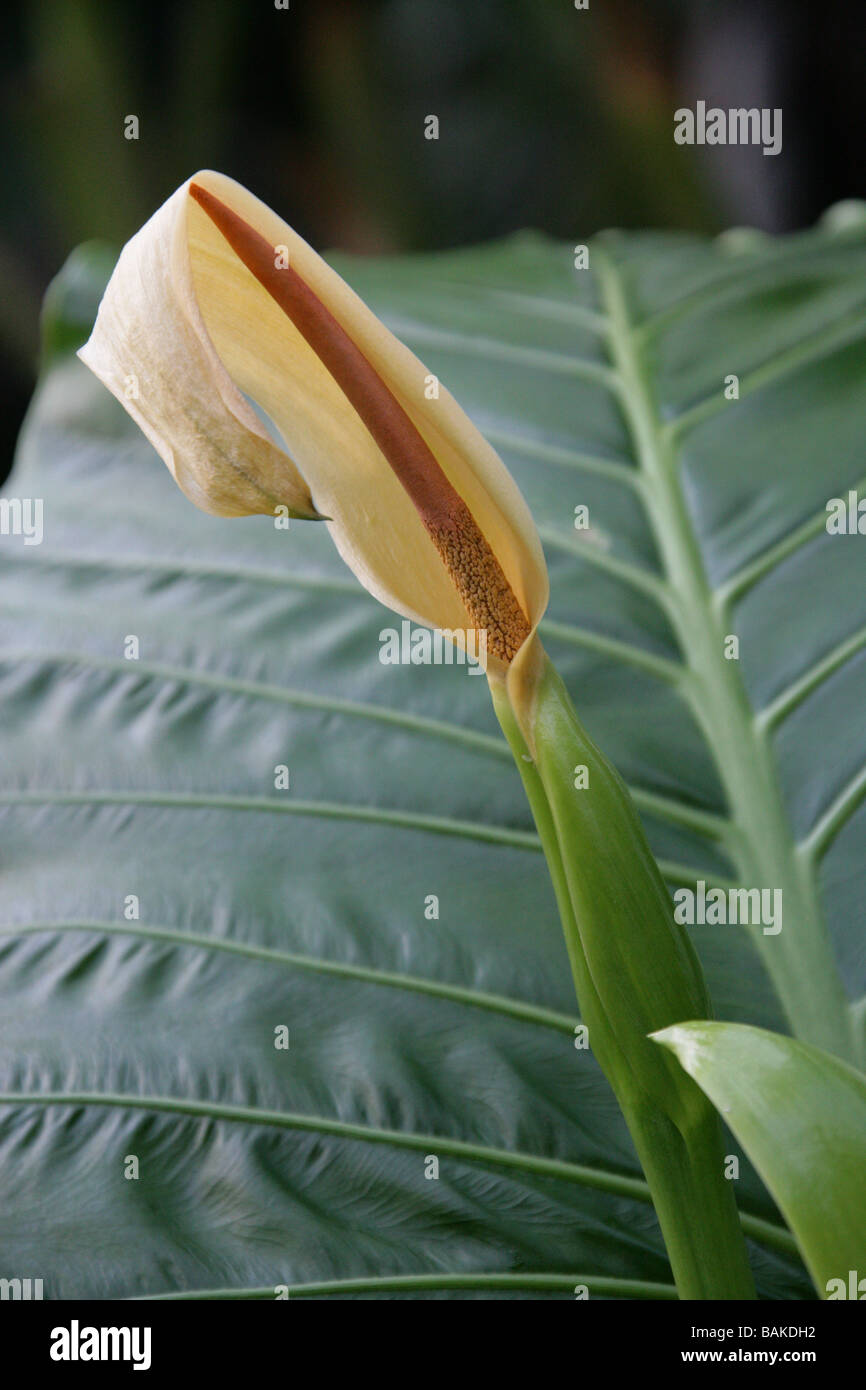 Native Lilie, Cunjevoi oder Elefanten Ohr Pflanze, Alocasia Brisbanensis, Aronstabgewächse, Queensland, Australien Stockfoto
