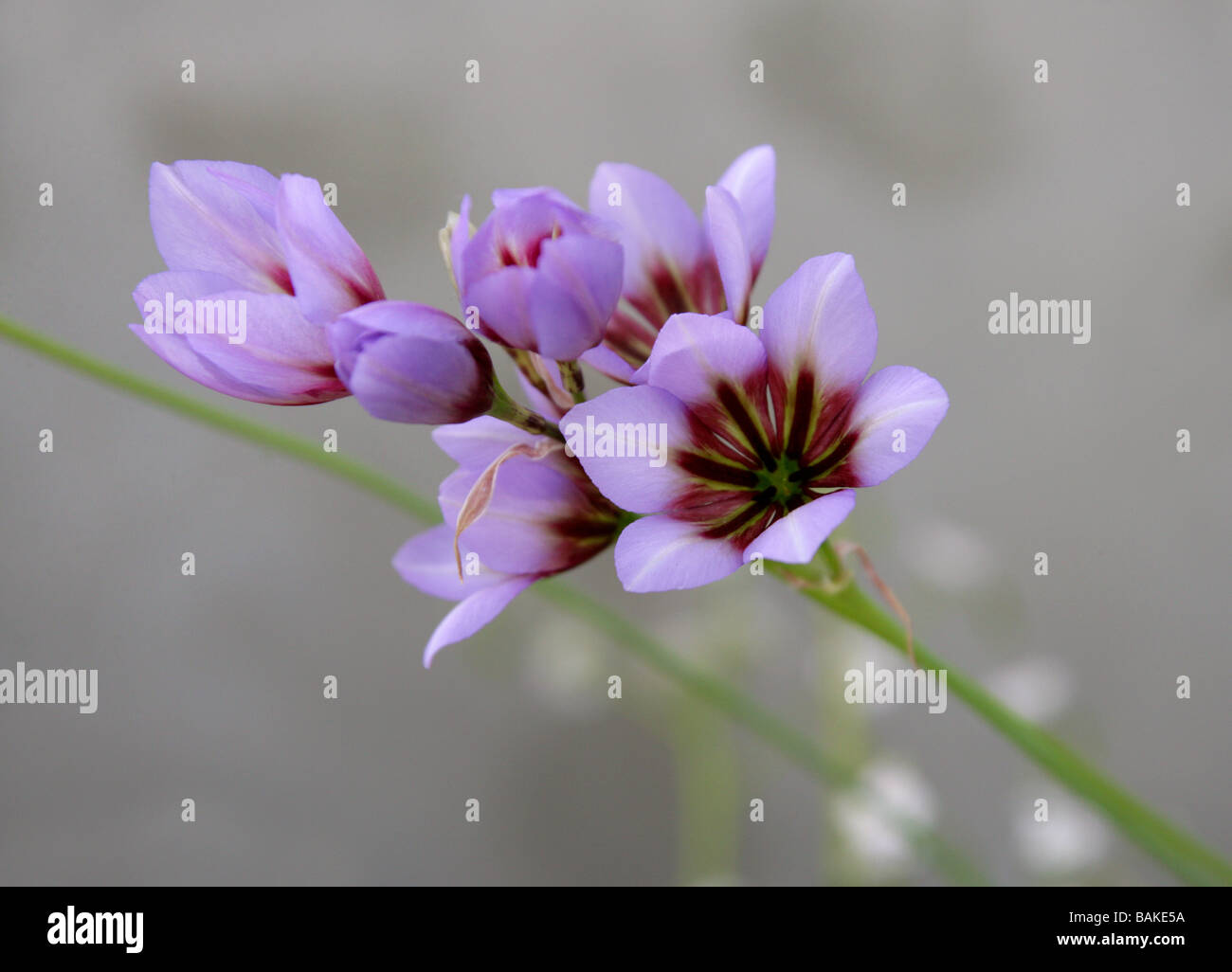 Glanz der Sonne, Leucocoryne Purpurea, Affodillgewächse, Chile, Südamerika. Stockfoto