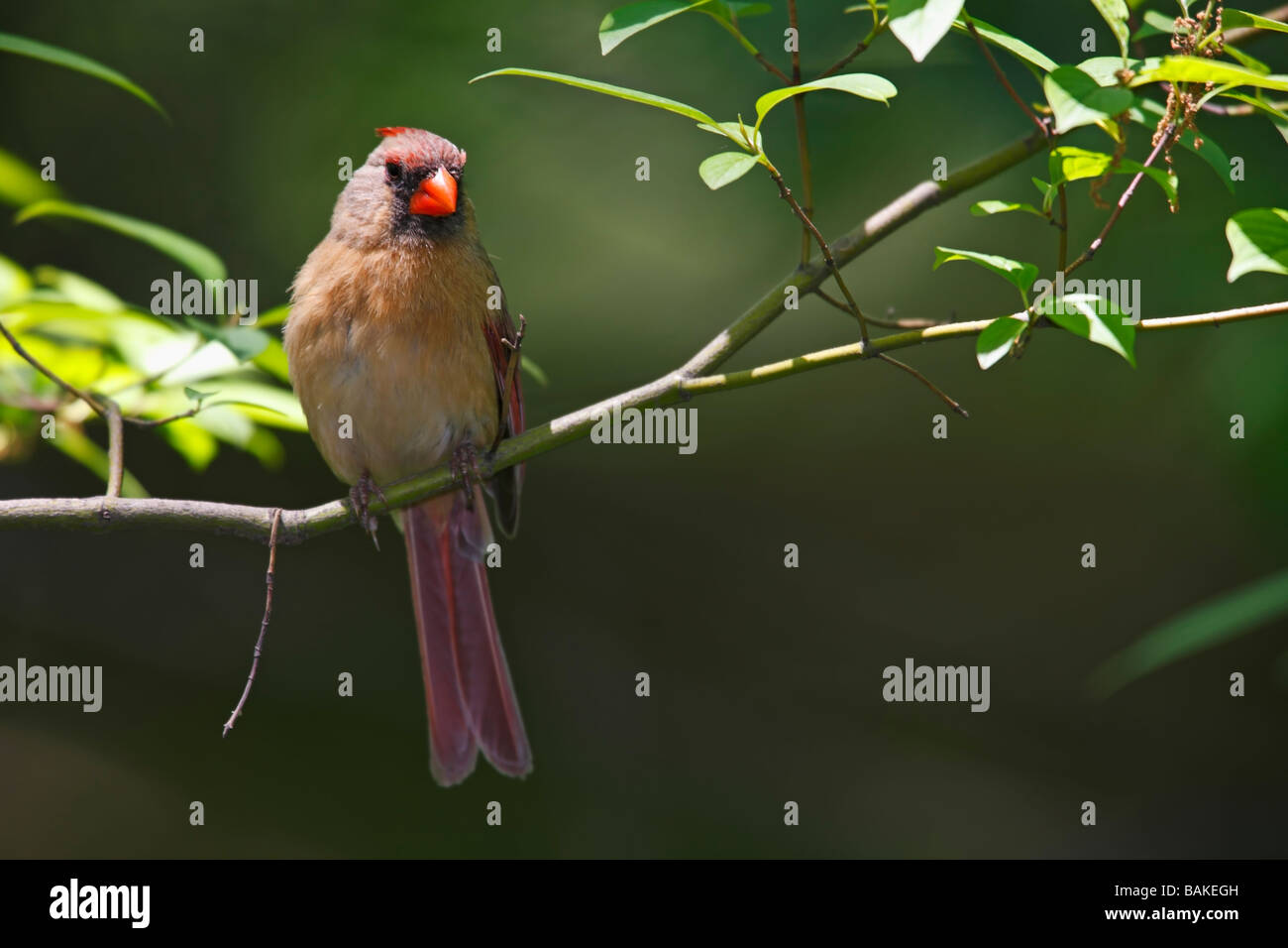 Nördlichen Kardinal Cardinalis Cardinalis Cardinalis Weibchen sitzt auf einem Ast Stockfoto