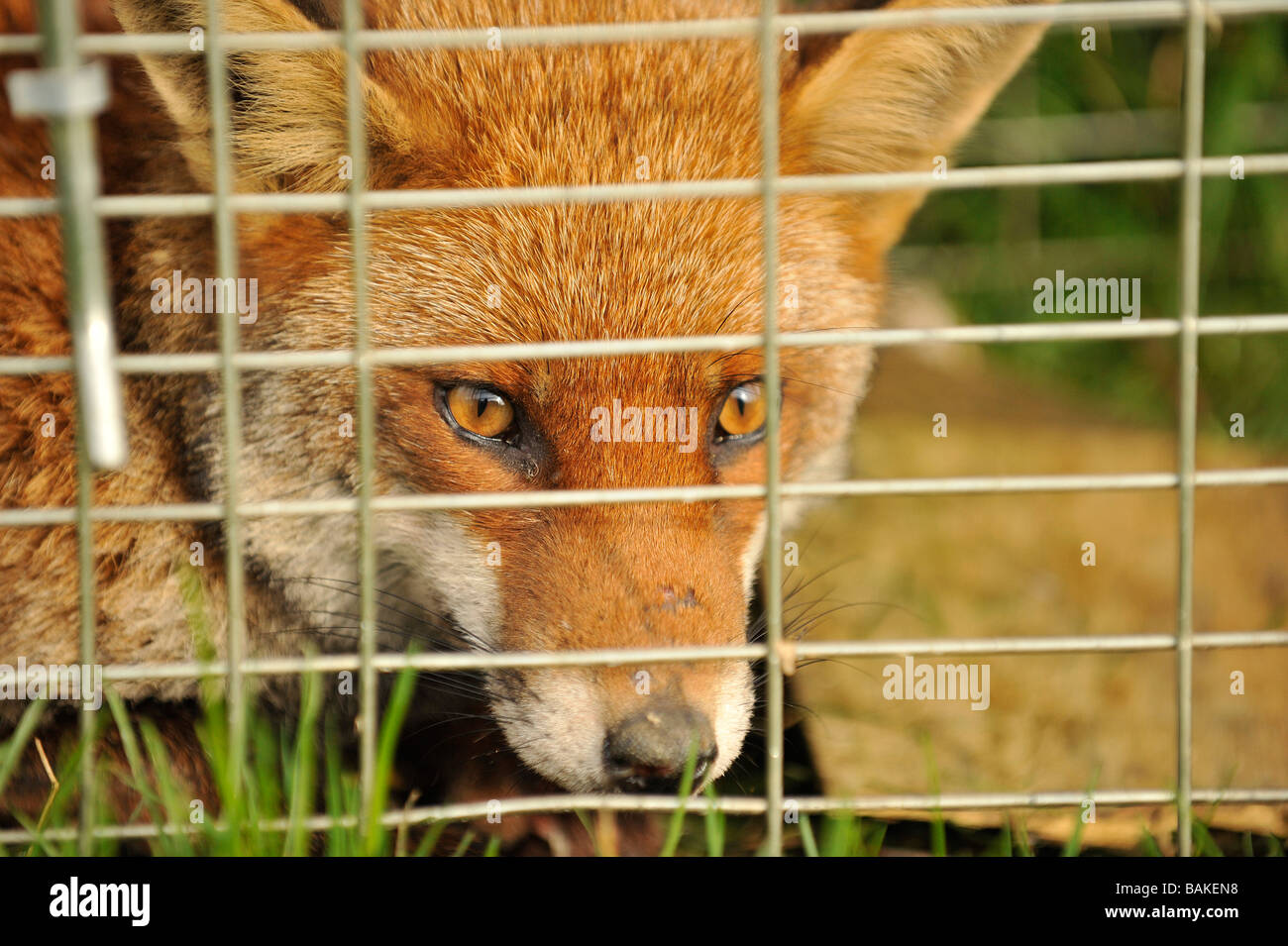 Red Fox in einer live Falle Käfig Falle gefangen Stockfoto