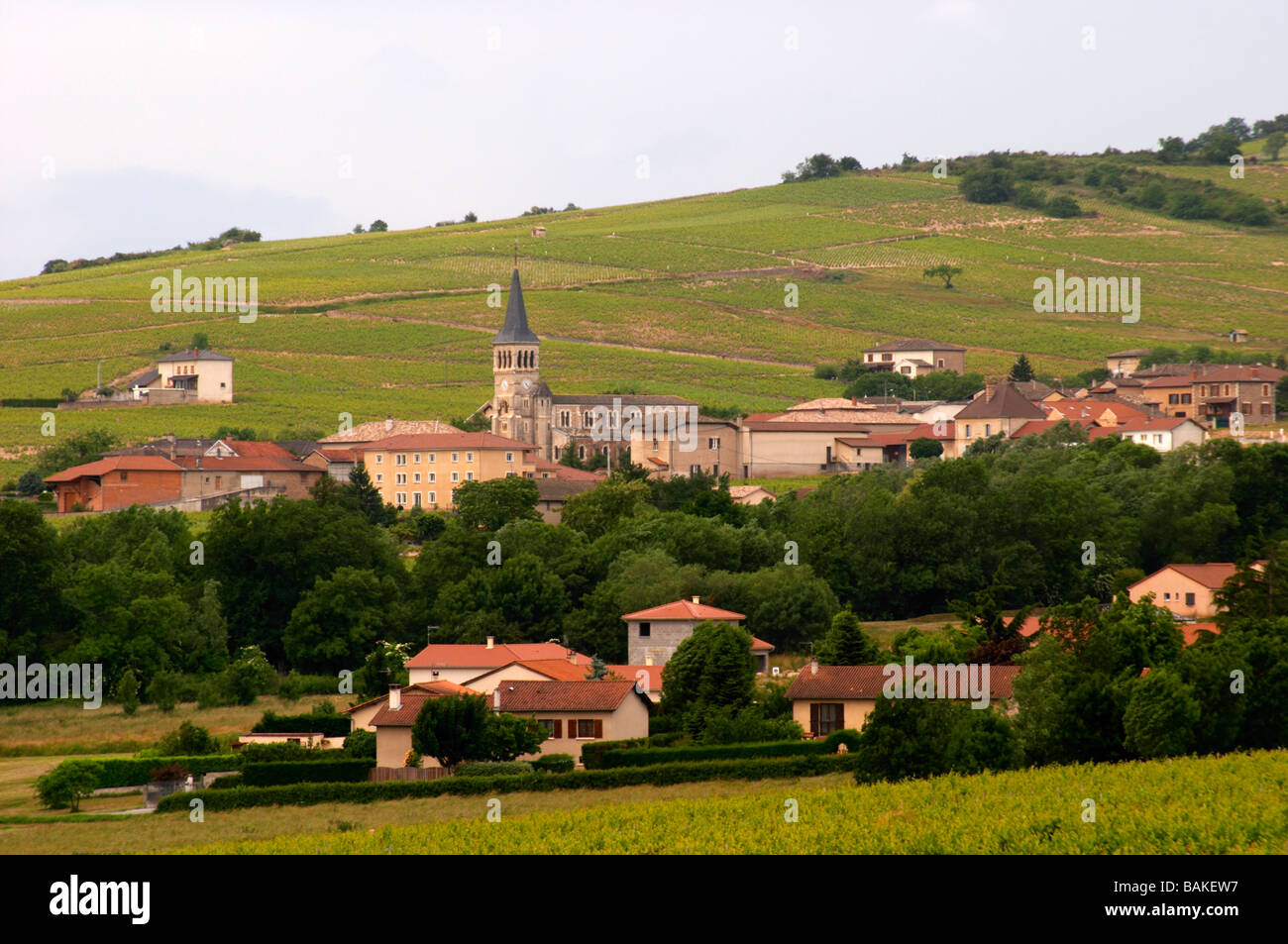 Weinberg und Dorf Morgon Beaujolais Bordeaux Frankreich Stockfoto