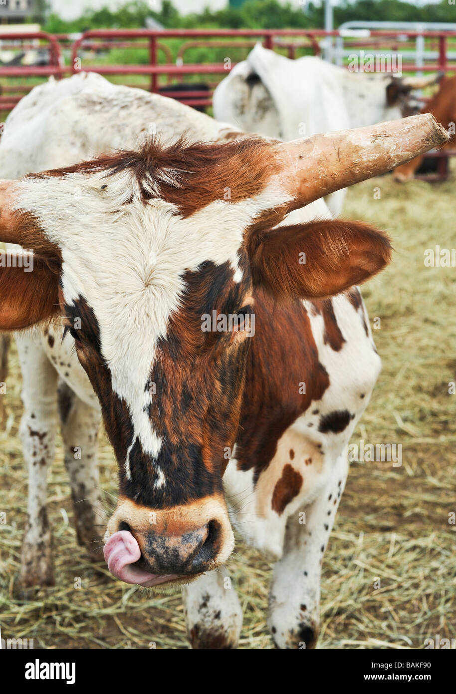 Kuh im Pferch beim Lecken ihrer Nasenloch rodeo Stockfoto