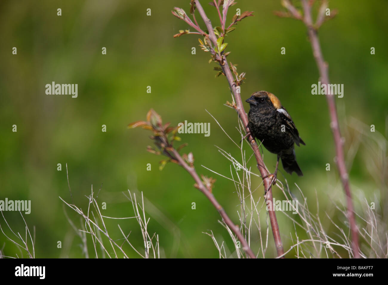 Bobolink Dolichonyx Oryzivorus Frühjahr Migranten männlich in Häutung, Zucht Gefieder sitzt auf einem kleinen Zweig Stockfoto