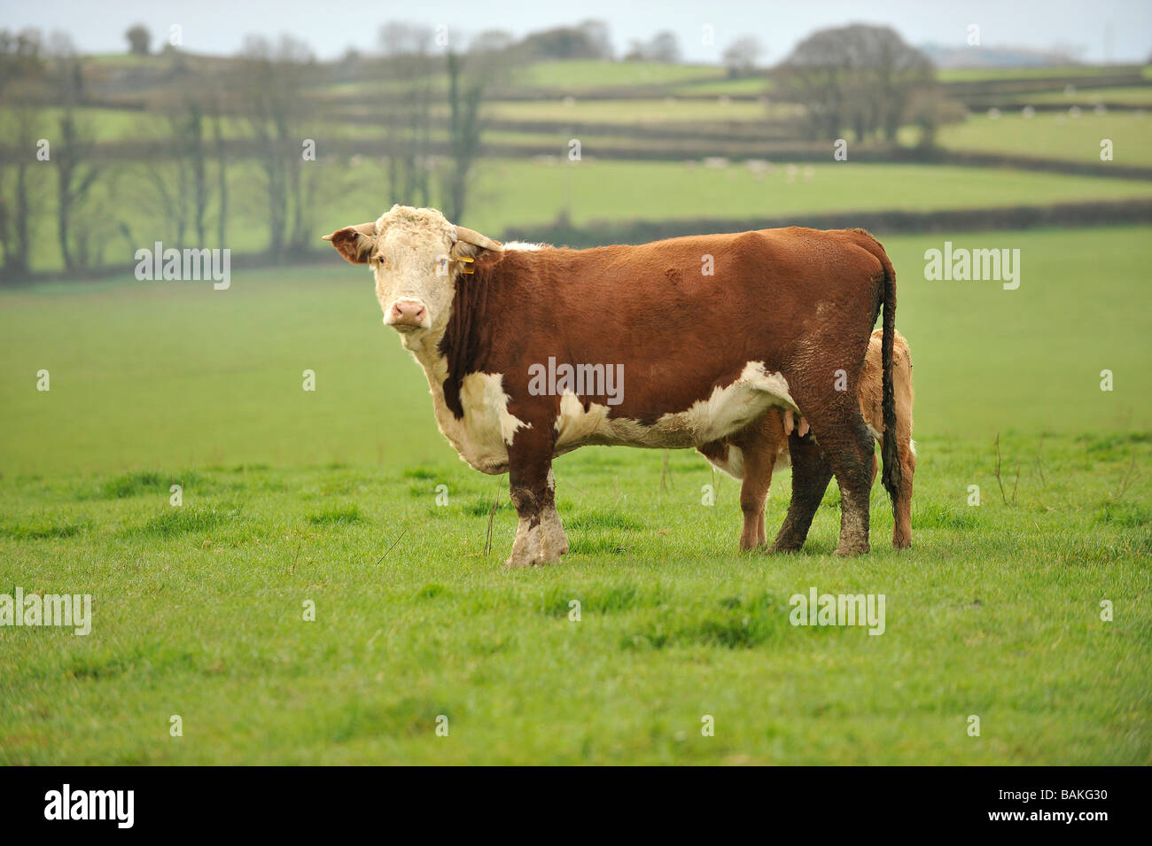 Hereford Mutterkuh und Kalb im Feld in Devon UK Stockfoto