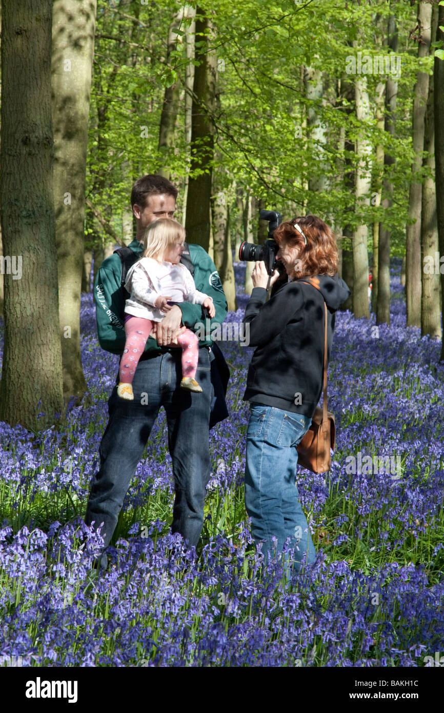 Ashridge Woods Glockenblumen - Buckinghamshire Stockfoto