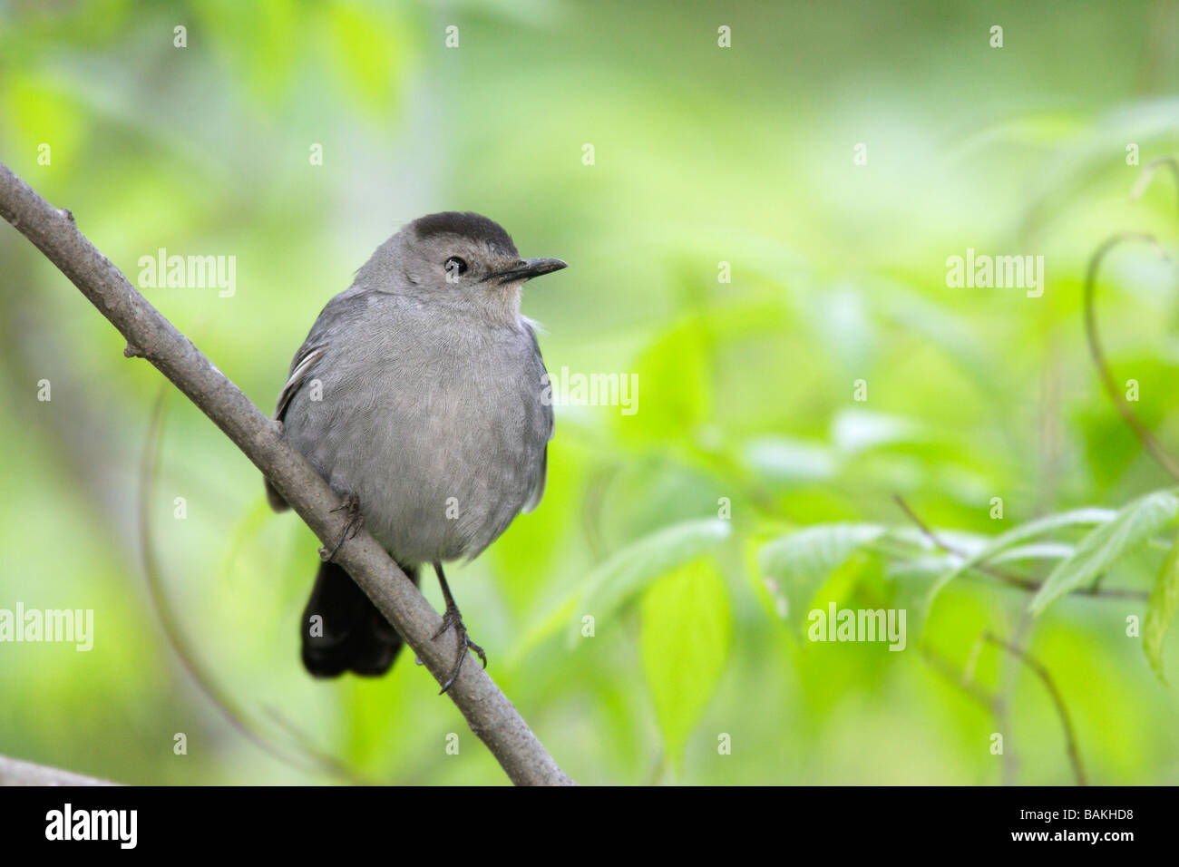 Graue Catbird Dumetella Carolinensis carolinensis Stockfoto