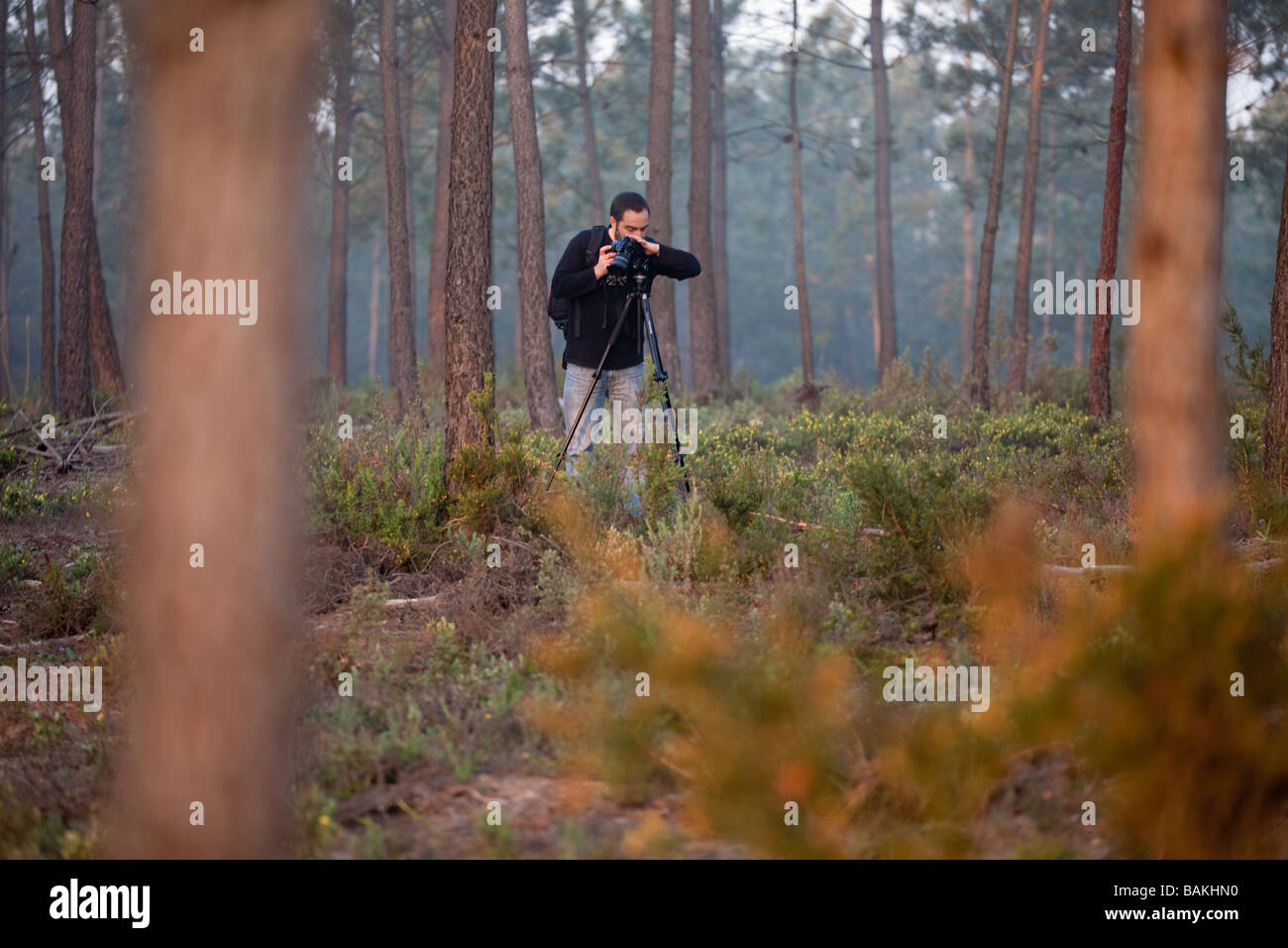 Männlichen Fotografen auf den Wald fotografieren, Fernão Ferro, Portugal Stockfoto