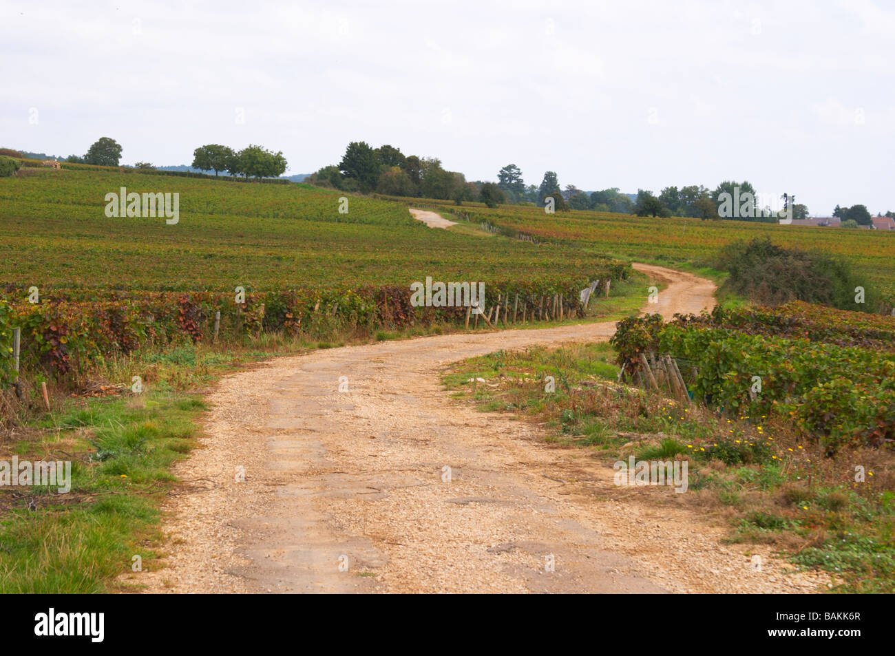 Weinberg Straße Clos St. Louis fixin Côte de Nuits Burgund Frankreich Stockfoto