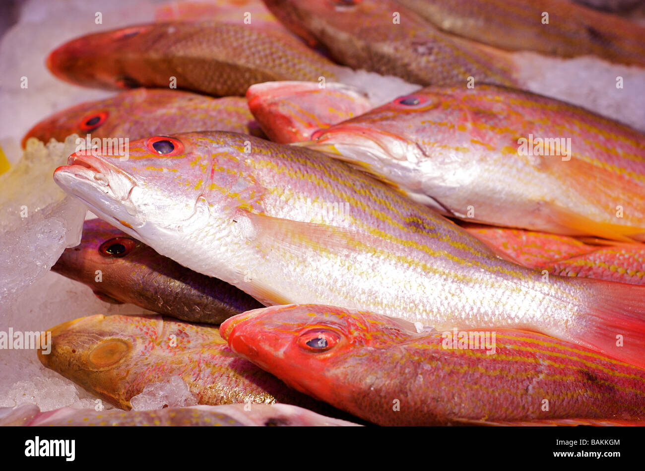 Nahaufnahme von frisch, Iced Fisch auf dem Display an einem Fischmarkt Stockfoto