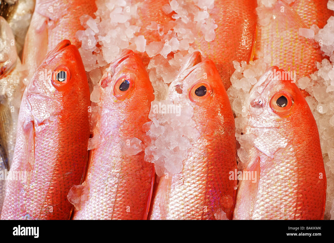 Reihen von köstlichen Red Snapper Fisch auf einem Fischmarkt Stockfoto