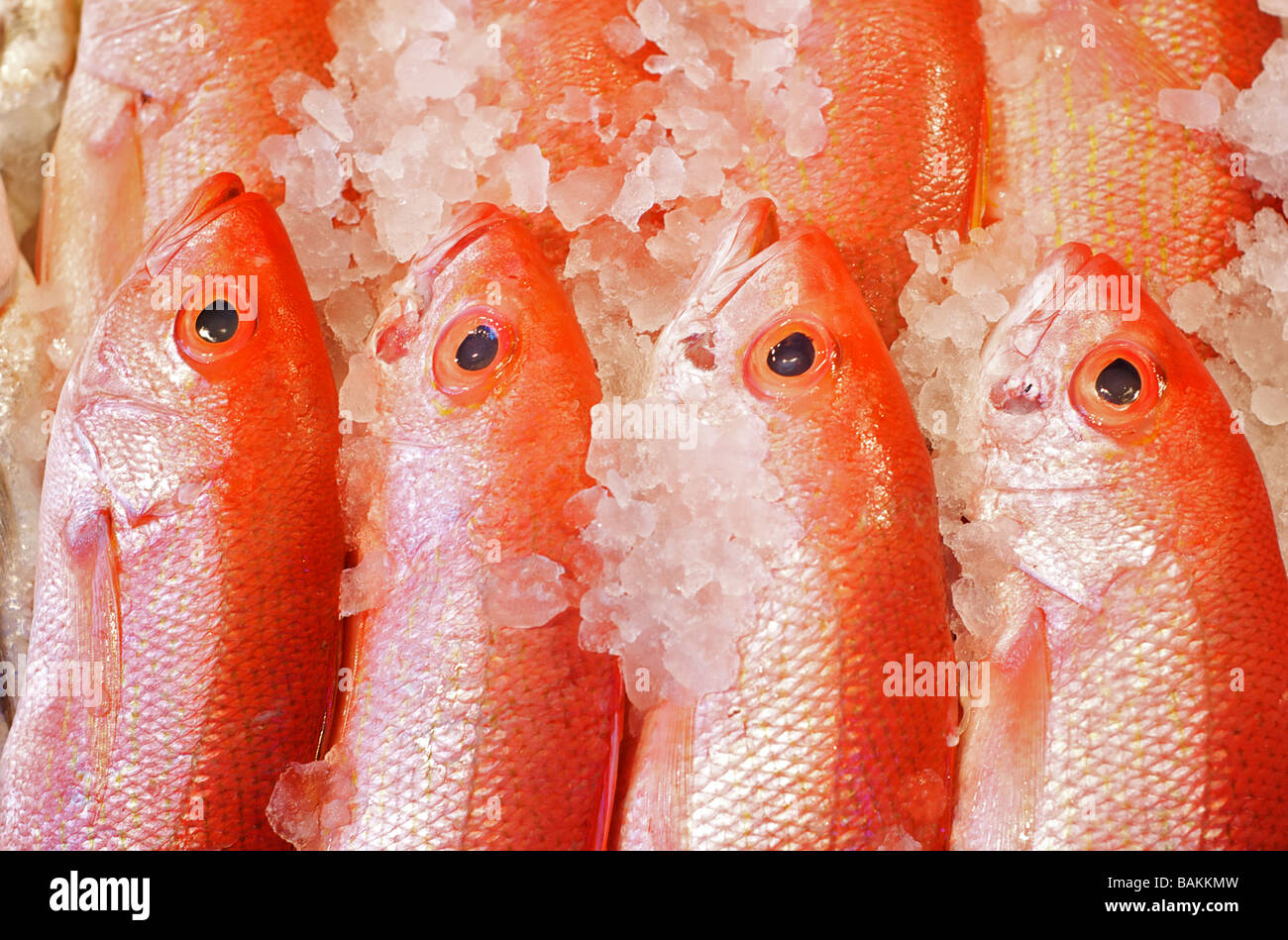 Reihen von köstlichen Red Snapper Fisch auf einem Fischmarkt Stockfoto