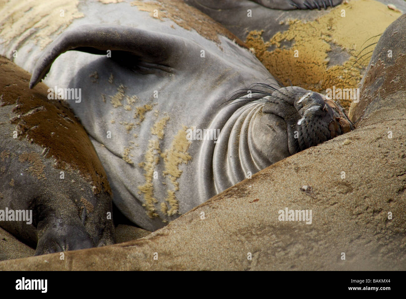 Elephant Seal Colony, Pacific Highway CA Stockfoto Elephant Seal Colony, Pacific Highway CA Stockfoto