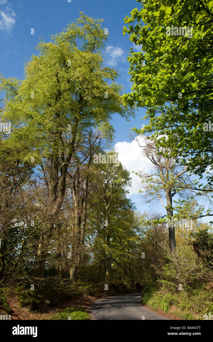 UK England Cheshire Alderley Edge Künstler Lane Frühling Buche Bäume in neues Blatt Stockfoto