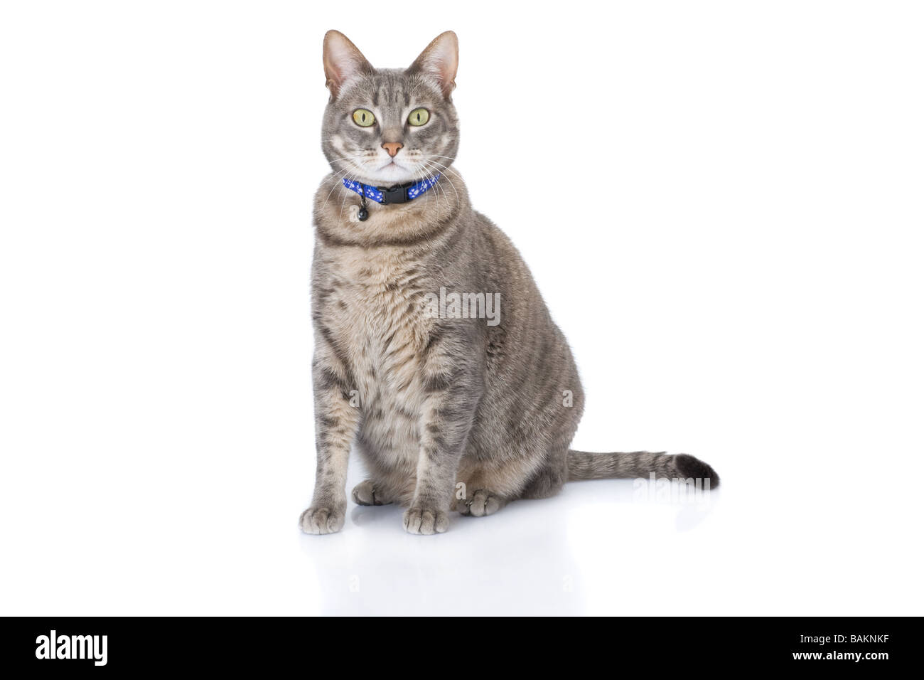 Tabby Katze sitzen und Blick in die Kamera, die isoliert auf weiss Stockfoto