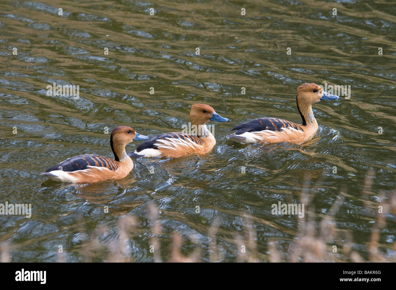 Fulvous Pfeifen Ente Stockfoto