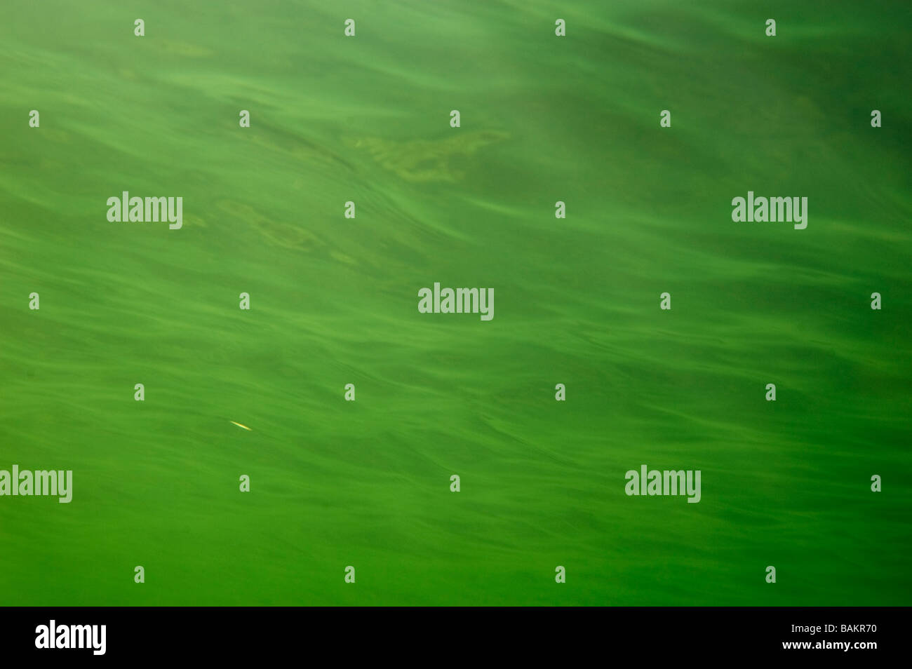 Grünes Wasseroberfläche aus Unterwasser Perspektive, Schweden Stockfoto