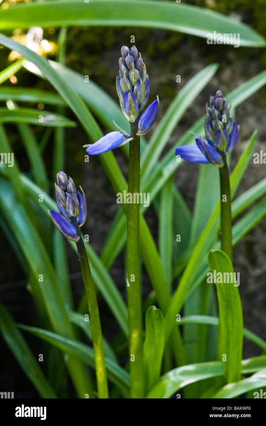 Hyacinthoides Hispanica, Spanisch Bluebell, Nahaufnahme detaillierte Schuss Stockfoto